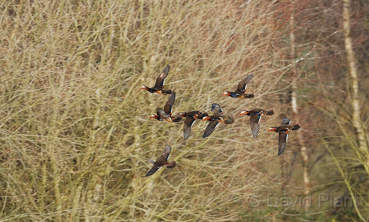 Mandarin males and female - D.jpg - Mandarin, female being chased by males in flight - Forest of Dean